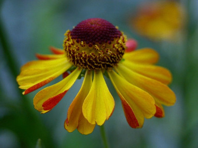 sonnenbraut54395.JPG