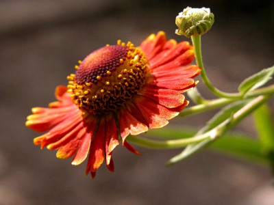sonnenbraut54293.JPG