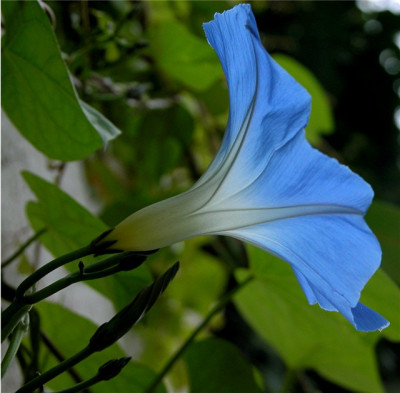 winde555.JPG