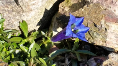 Gentiana acaulis 03 2016.jpg