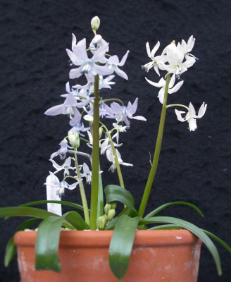 Scilla gorgonica b 17.03.16.JPG