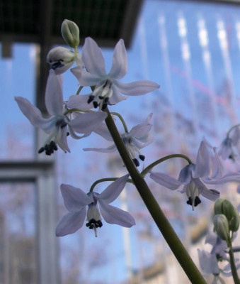 Scilla gorgonica a 17.03.16.JPG