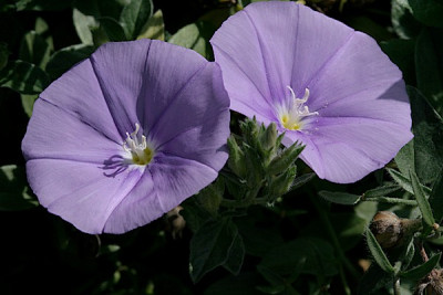 Convolvulus-sabatius.jpg