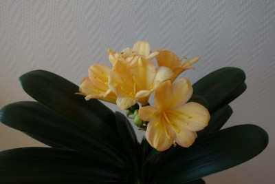 Kleine Klivie2 - 17.3.2016.jpg