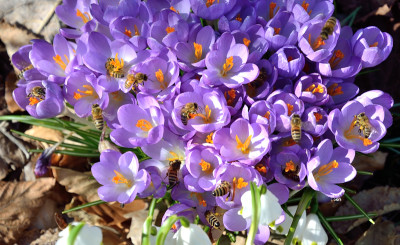 DSC_0953-BienenKrokus_004.JPG