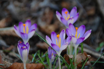 DSC_4679pictus.JPG