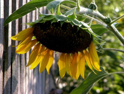sonne168.JPG