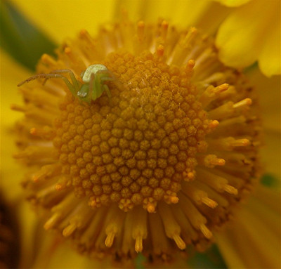 spinne_an_helenium_5402.JPG