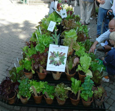 Salate_1_Hex_10-09-2006.jpg
