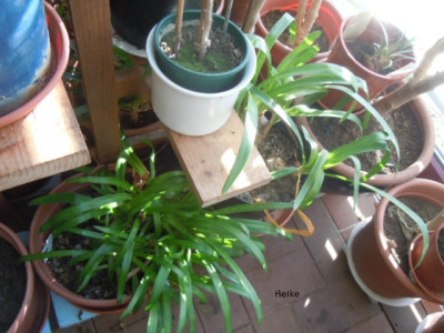 agapanthus 001.JPG