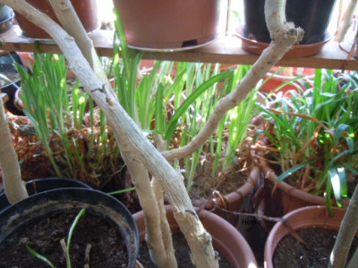 agapanthus 002.JPG