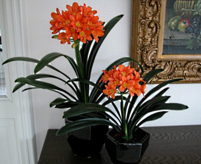 Grope und kleine Belgische Hybride.jpg