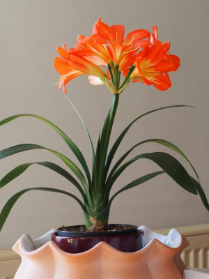 Clivia4_2016.jpg