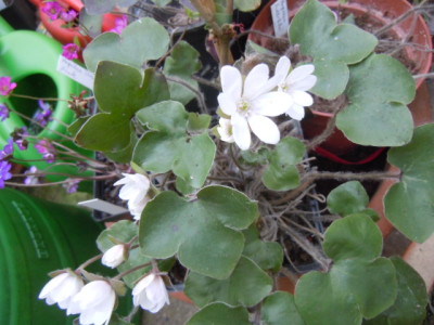 hepatica 001.JPG