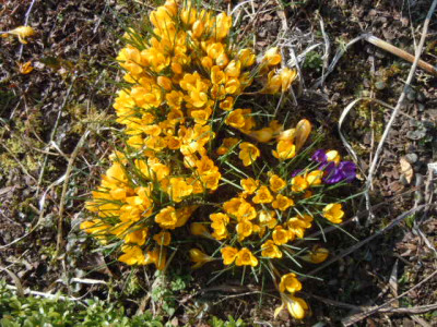 gelbe krokusse.JPG