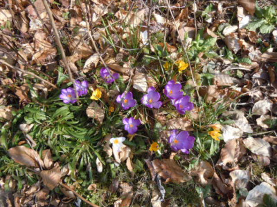 blaue krokusse.JPG