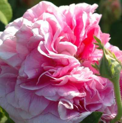 rose-mini.jpg