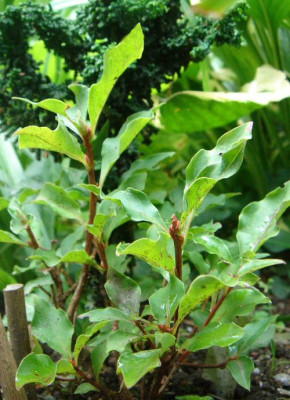 Elliotia_paniculata.jpg