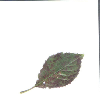 Safir-Blatt.jpg