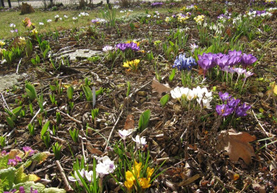 IMG_7172_Fruehling_17Maerz2016_.jpg