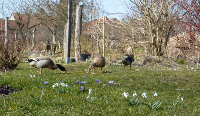 2016-03-16 Garteneinblicke 1.jpg