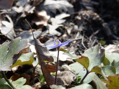 2016-03-16 Gartenimpressionen 2.jpg