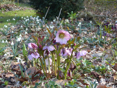 2016-03-16 Gartenimpressionen 3.jpg