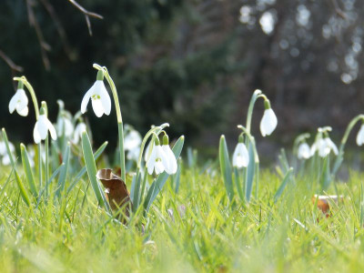 2016-03-16 Gartenimpressionen 5.jpg