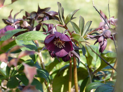 2016-03-17 Gartenimpressionen 1.jpg