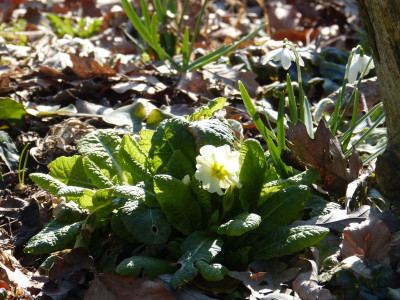 2016-03-17 Gartenimpressionen 2.jpg