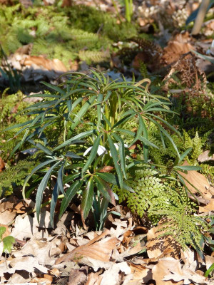 2016-03-17 Gartenimpressionen 3.jpg