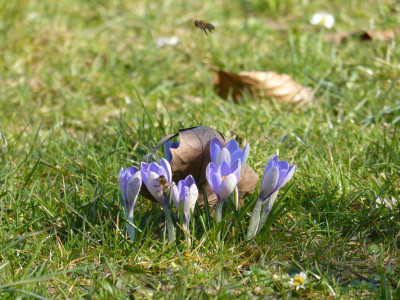 2016-03-17 Gartenimpressionen 4.jpg