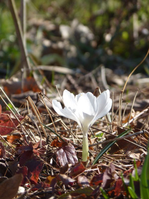 2016-03-17 Gartenimpressionen 5.jpg
