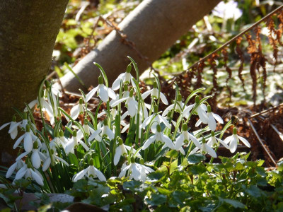2016-03-17 Gartenimpressionen 6.jpg