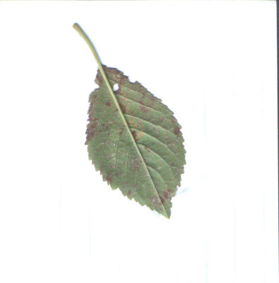 Safir-Blatt-Unt..jpg