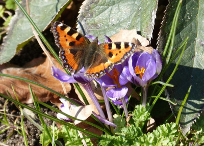 2016-03-17 Schmetterlinge Kleiner Fuchs.jpg