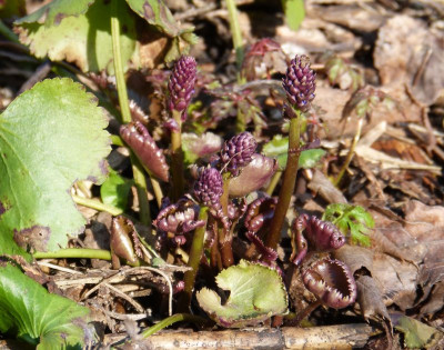 2016-03-17 Synthyris stellata 2.jpg