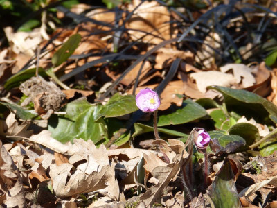 2016-03-17 Hepatica 'Rosa Elite'.jpg