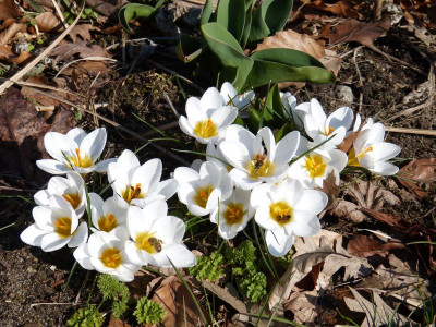 2016-03-17 Crocus 'Ard Schenk'.jpg