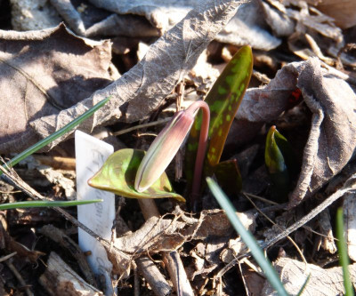 2016-03-16 Erythronium dens-canis.jpg