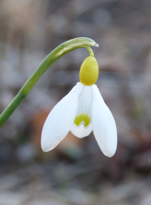 2016-03-17 Galanthus 'Spindlestone Surprise'.jpg