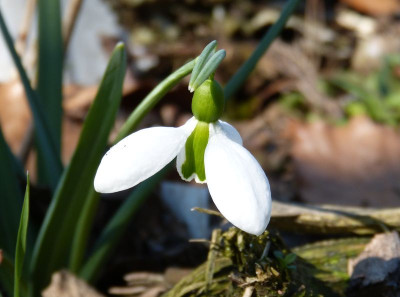 2016-03-17 Galanthus 'Merlin'.jpg