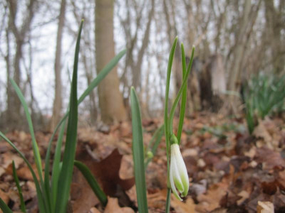 Scharlockii 19.3.16 ue.JPG