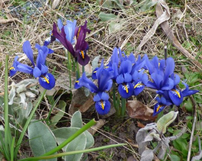 Iris-reticulata-2016ax.jpg