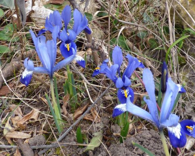 Iris-reticulata-2016.ax.jpg