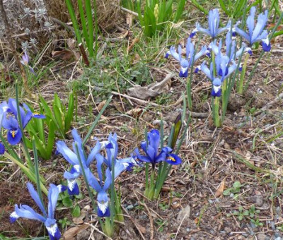 Iris-reticulata-2016,ax.jpg