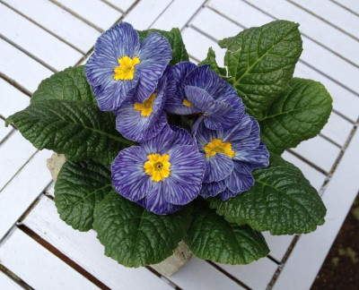 primula_blauweiss.jpg