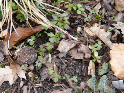 2016-03-19 Anemone.jpg