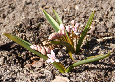 2016-03-17 Scilla bifolia 'Rosea'.jpg