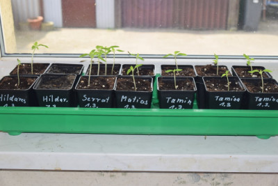 tomaten1.jpg